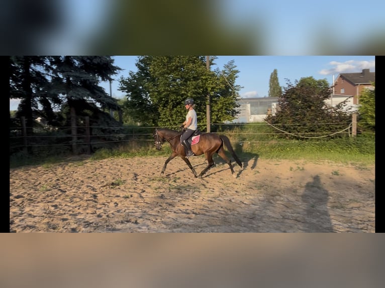 Duitse rijpony Merrie 3 Jaar 136 cm Bruin in Porta Westfalica