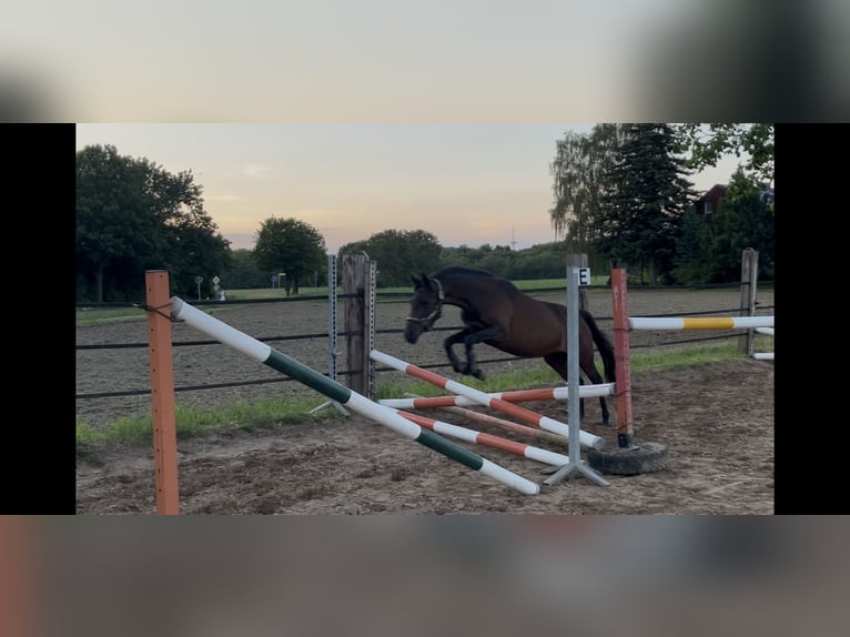 Duitse rijpony Merrie 3 Jaar 136 cm Bruin in Porta Westfalica