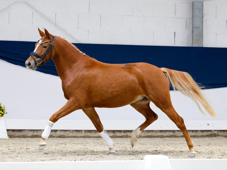 Duitse rijpony Merrie 3 Jaar 136 cm Vos in Marsberg