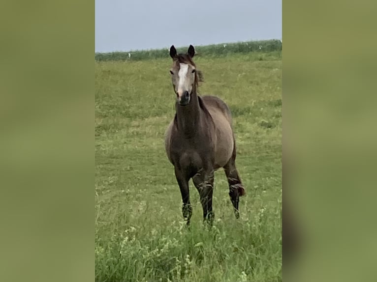 Duitse rijpony Merrie 3 Jaar 138 cm Buckskin in Trochtelfingen