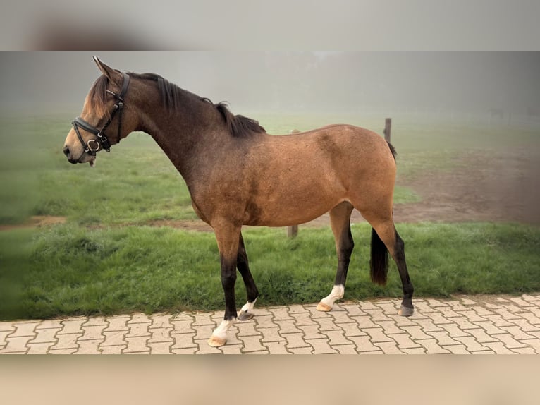 Duitse rijpony Merrie 3 Jaar 140 cm Buckskin in Menslage
