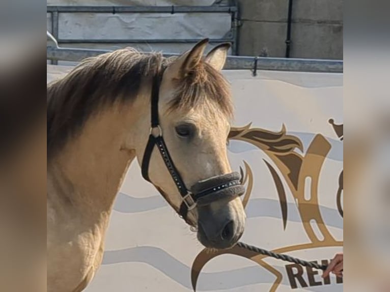 Duitse rijpony Merrie 3 Jaar 140 cm Buckskin in Bad König