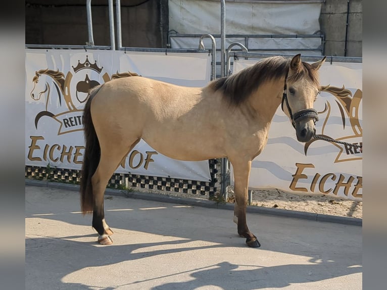 Duitse rijpony Merrie 3 Jaar 140 cm Buckskin in Bad König