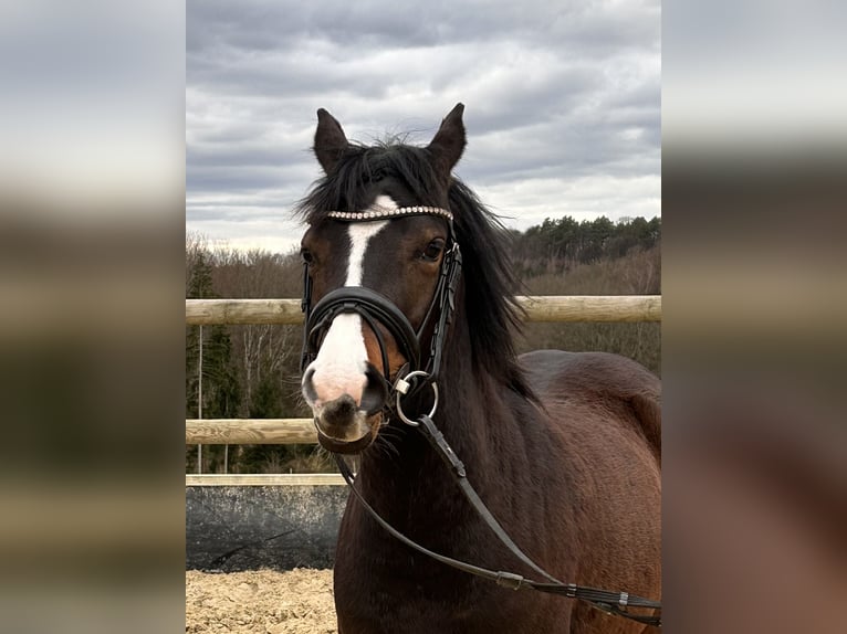 Duitse rijpony Merrie 3 Jaar 140 cm Donkerbruin in Marienheide