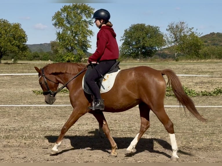 Duitse rijpony Merrie 3 Jaar 140 cm Donkere-vos in Kővágóörs