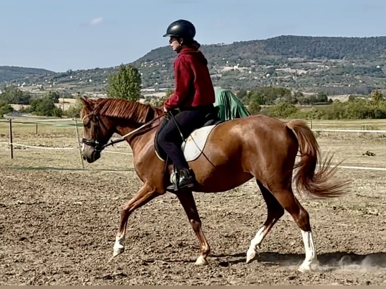 Duitse rijpony Merrie 3 Jaar 140 cm Donkere-vos in Kővágóörs