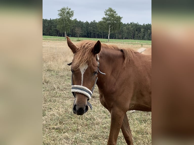 Duitse rijpony Merrie 3 Jaar 140 cm Vos in Suhlendorf