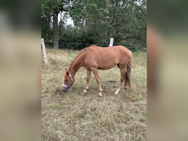 Duitse rijpony Merrie 3 Jaar 140 cm Vos in Suhlendorf