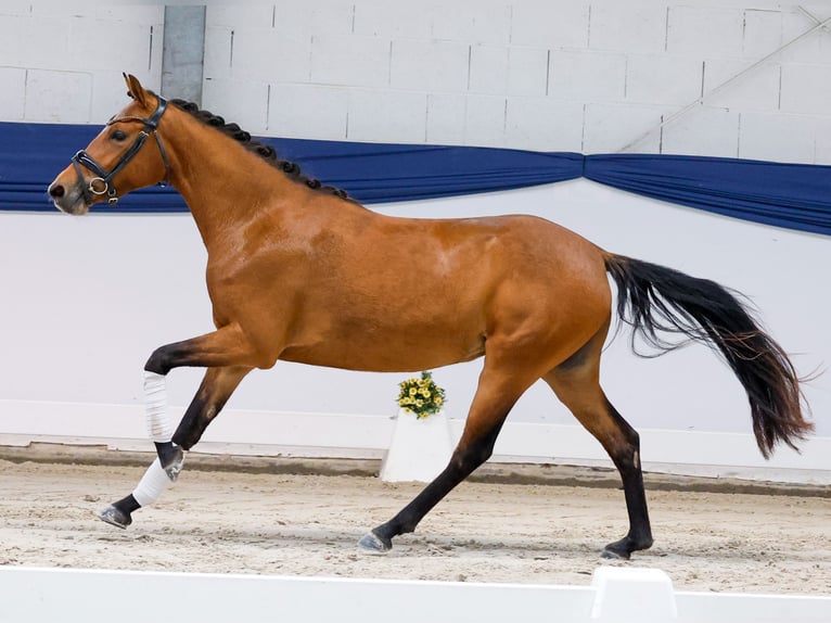 Duitse rijpony Merrie 3 Jaar 141 cm Bruin in Marsberg