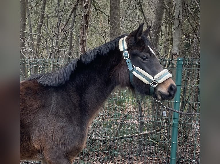 Duitse rijpony Merrie 3 Jaar 141 cm Bruin in Verl