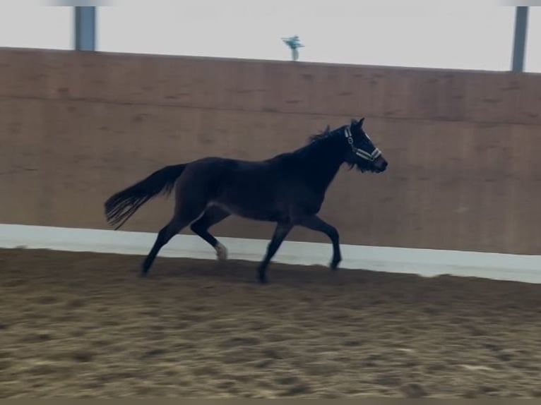 Duitse rijpony Merrie 3 Jaar 141 cm Bruin in Verl