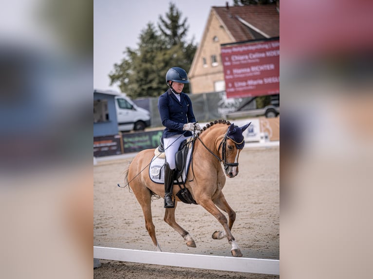 Duitse rijpony Merrie 3 Jaar 141 cm Red Dun in Großenkneten