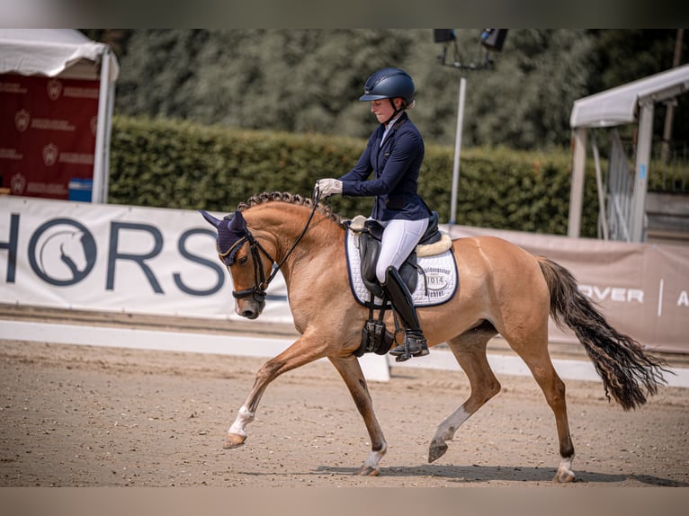Duitse rijpony Merrie 3 Jaar 141 cm Red Dun in Großenkneten