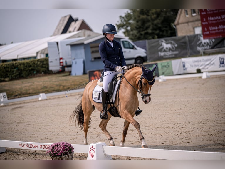 Duitse rijpony Merrie 3 Jaar 141 cm Red Dun in Großenkneten