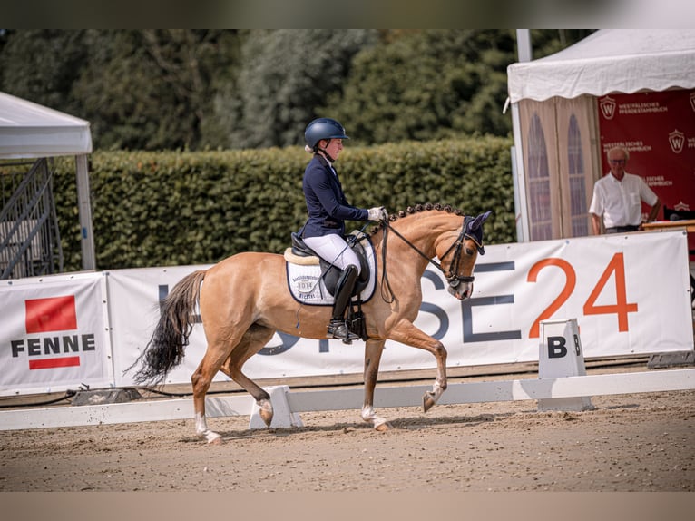 Duitse rijpony Merrie 3 Jaar 141 cm Red Dun in Großenkneten