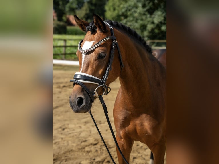 Duitse rijpony Merrie 3 Jaar 142 cm Bruin in Apen