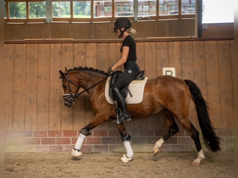 Duitse rijpony Merrie 3 Jaar 142 cm Bruin in Apen