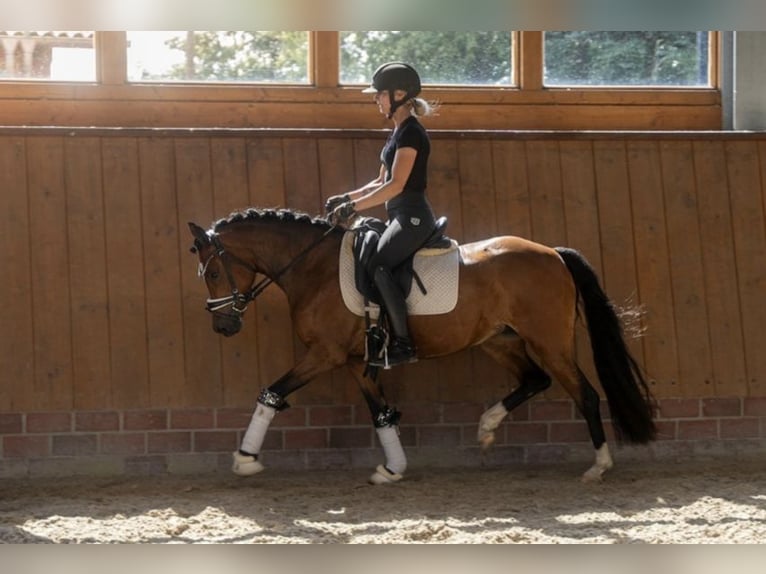 Duitse rijpony Merrie 3 Jaar 142 cm Bruin in Apen