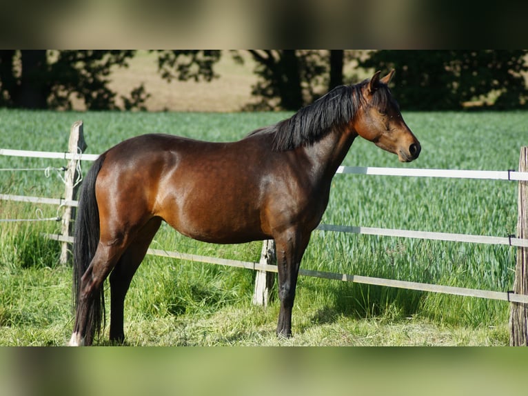 Duitse rijpony Merrie 3 Jaar 142 cm Donkerbruin in Alfhausen