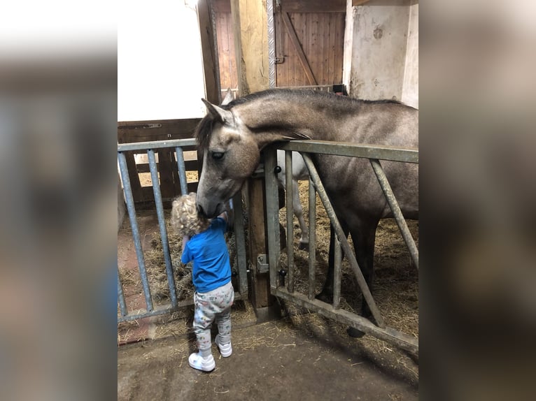 Duitse rijpony Merrie 3 Jaar 142 cm Rood schimmel in Uplengen