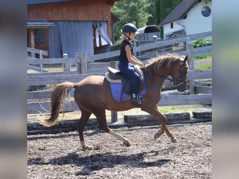 Duitse rijpony Merrie 3 Jaar 142 cm Vos in St.Georgen an der Leys