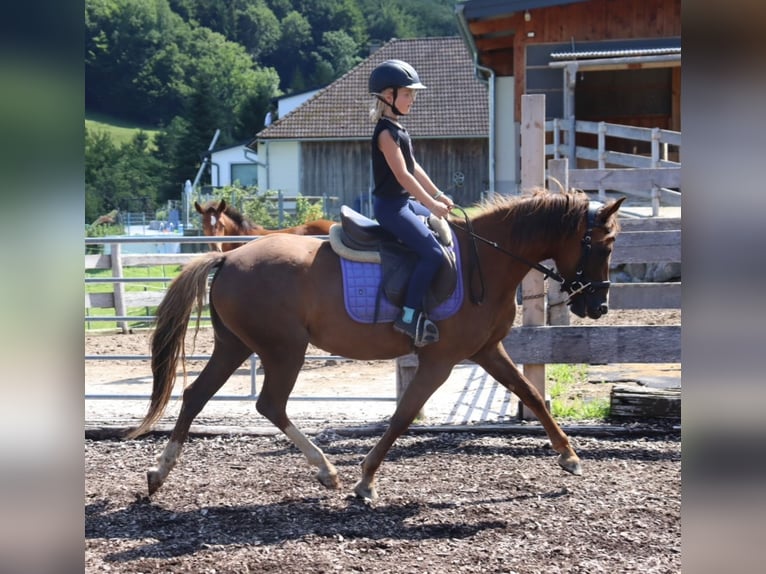 Duitse rijpony Merrie 3 Jaar 142 cm Vos in St.Georgen an der Leys