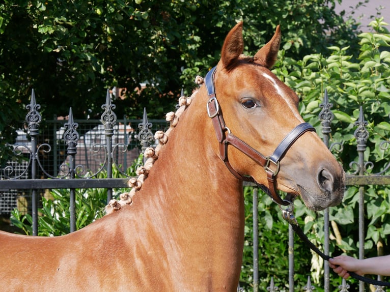 Duitse rijpony Merrie 3 Jaar 142 cm Vos in Dorsten