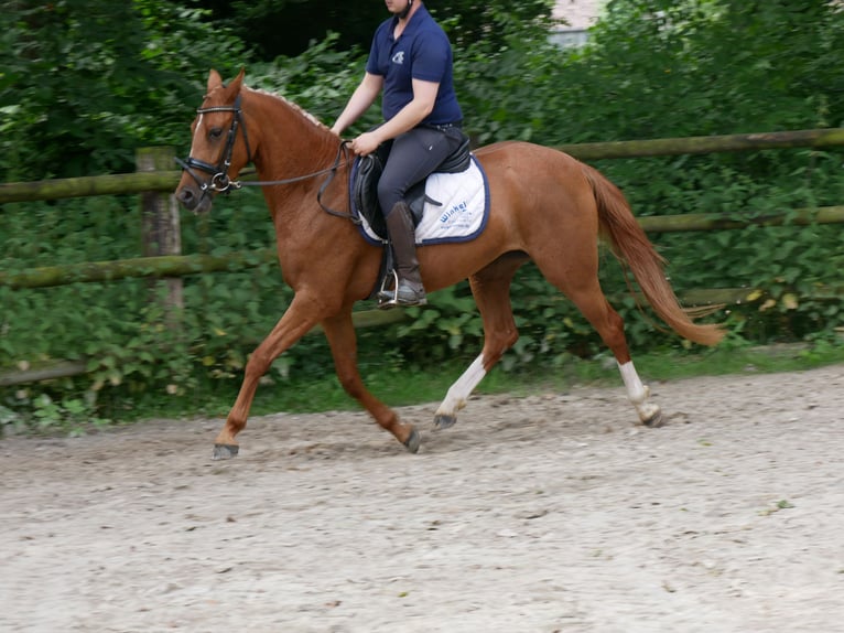 Duitse rijpony Merrie 3 Jaar 142 cm Vos in Dorsten