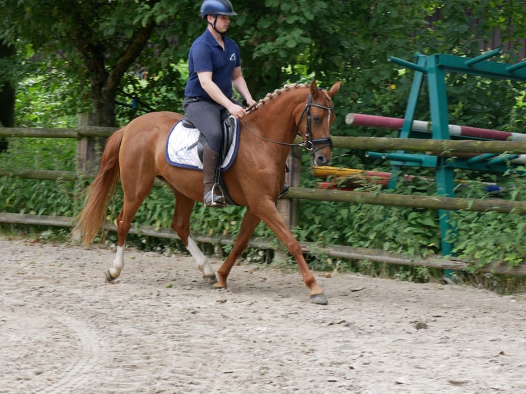 Duitse rijpony Merrie 3 Jaar 142 cm Vos in Dorsten