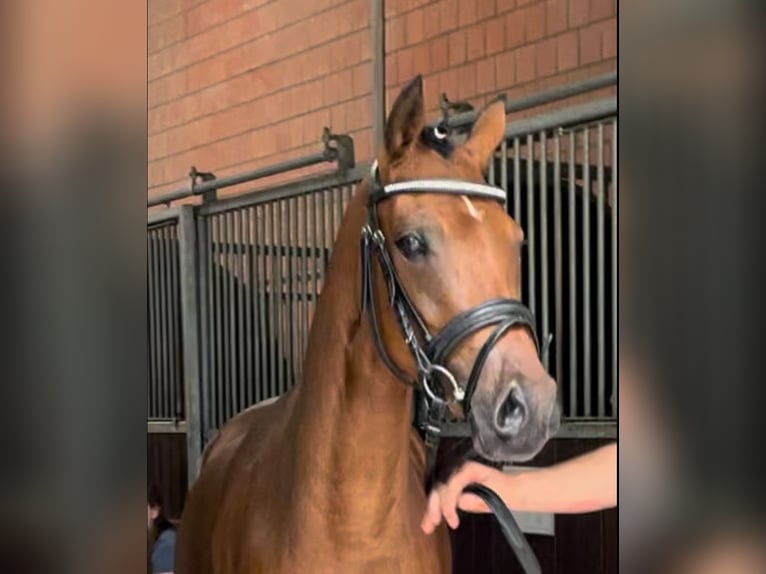 Duitse rijpony Merrie 3 Jaar 143 cm Bruin in Goch