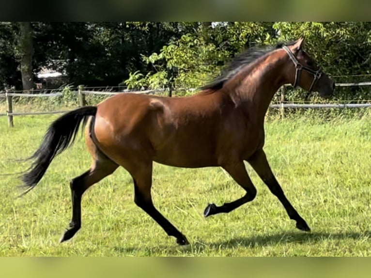 Duitse rijpony Merrie 3 Jaar 143 cm Bruin in Goch