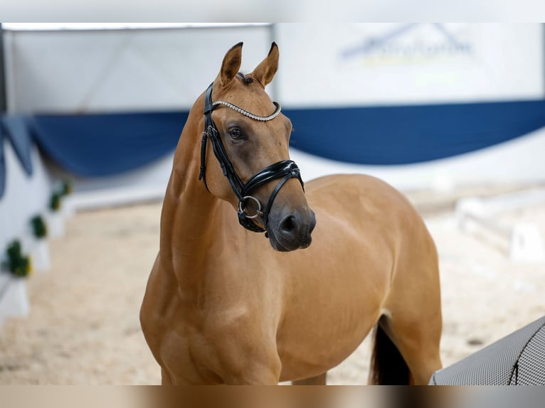 Duitse rijpony Merrie 3 Jaar 143 cm Buckskin in Marsberg