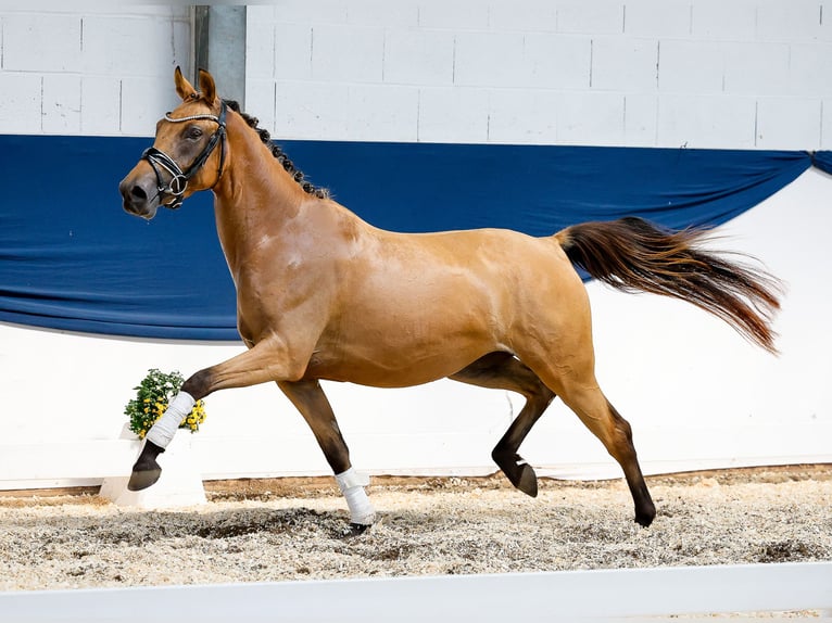 Duitse rijpony Merrie 3 Jaar 143 cm Buckskin in Marsberg