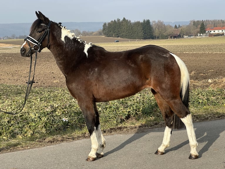 Duitse rijpony Mix Merrie 3 Jaar 143 cm Gevlekt-paard in Riedlingen