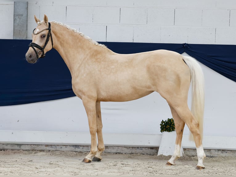 Duitse rijpony Merrie 3 Jaar 143 cm Palomino in Marsberg