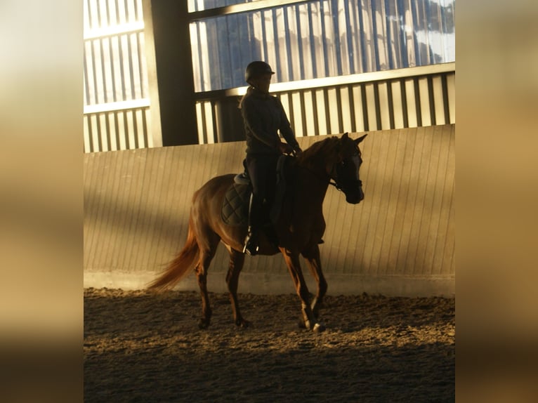 Duitse rijpony Merrie 3 Jaar 143 cm Vos in Velpke