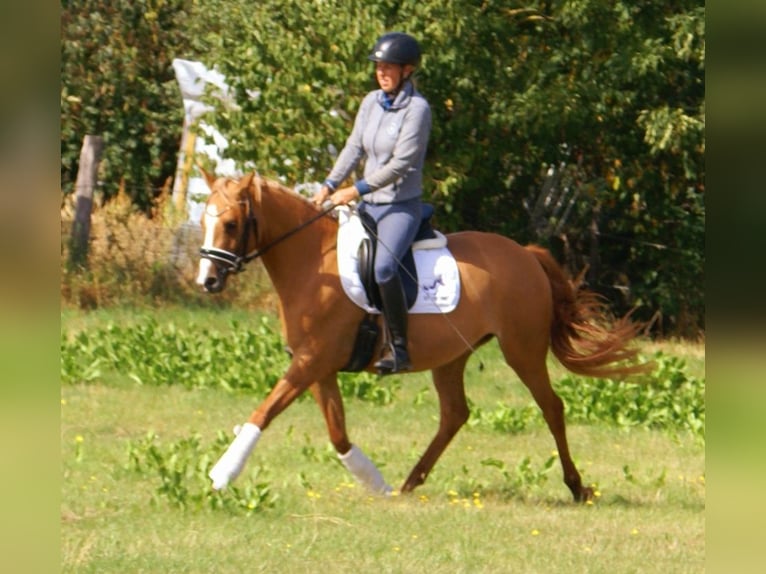 Duitse rijpony Merrie 3 Jaar 143 cm Vos in Velpke