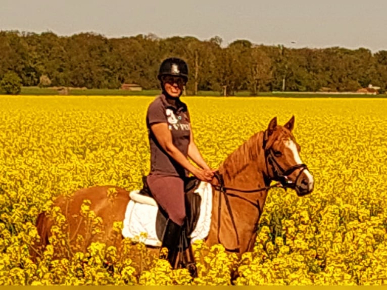 Duitse rijpony Merrie 3 Jaar 143 cm Vos in Velpke