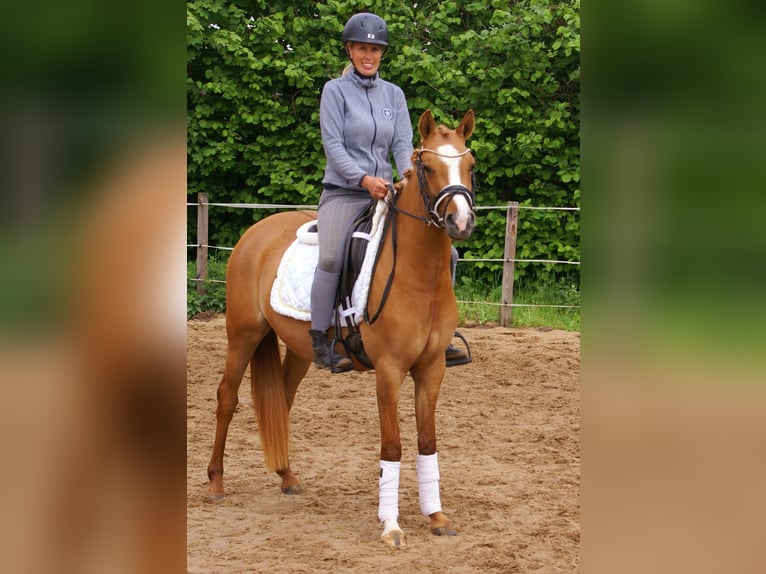 Duitse rijpony Merrie 3 Jaar 143 cm Vos in Velpke