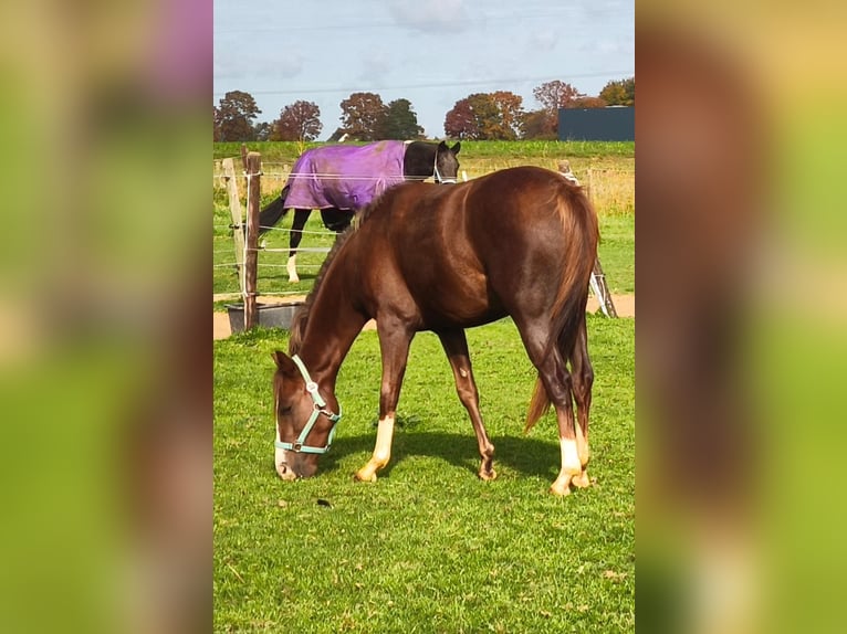 Duitse rijpony Merrie 3 Jaar 143 cm Vos in Erkelenz