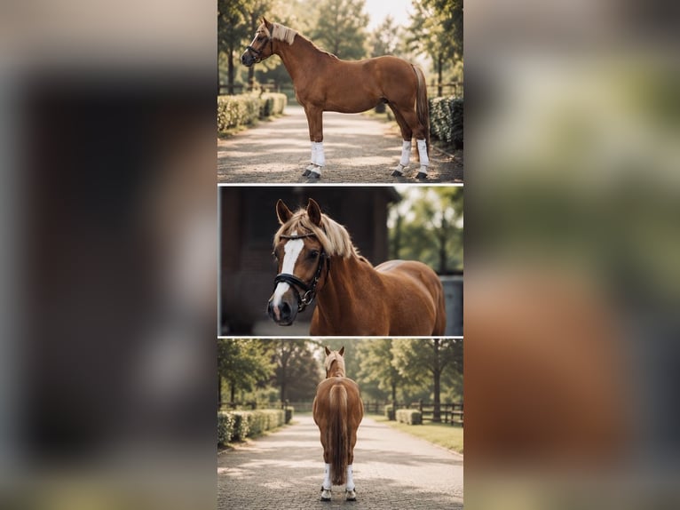 Duitse rijpony Merrie 3 Jaar 143 cm Vos in Lüdersburg