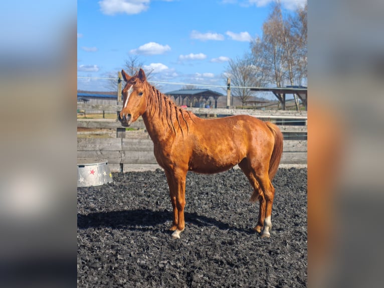 Duitse rijpony Merrie 3 Jaar 143 cm Vos in Soest