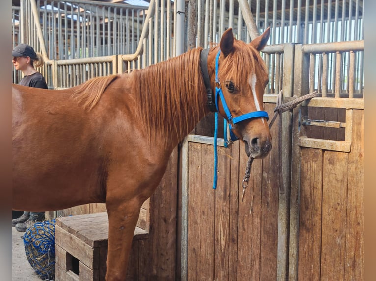 Duitse rijpony Merrie 3 Jaar 143 cm Vos in Soest