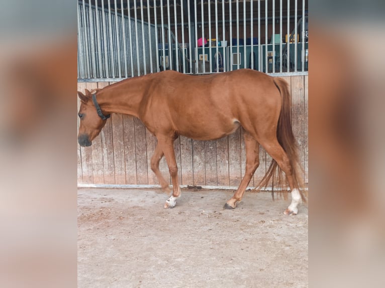 Duitse rijpony Merrie 3 Jaar 143 cm Vos in Soest