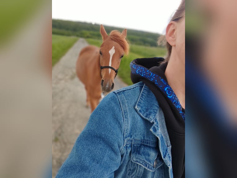 Duitse rijpony Merrie 3 Jaar 143 cm Vos in Soest