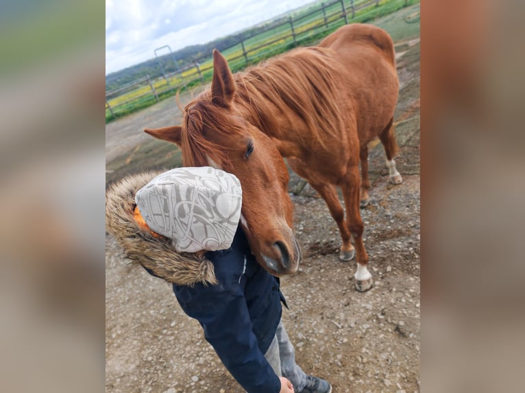 Duitse rijpony Merrie 3 Jaar 143 cm Vos in Soest