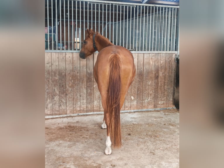 Duitse rijpony Merrie 3 Jaar 143 cm Vos in Soest