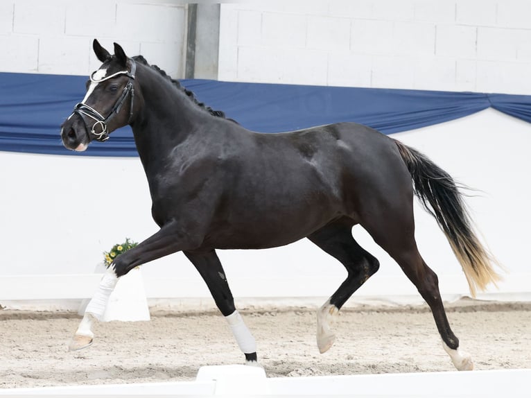 Duitse rijpony Merrie 3 Jaar 143 cm Zwart in Marsberg