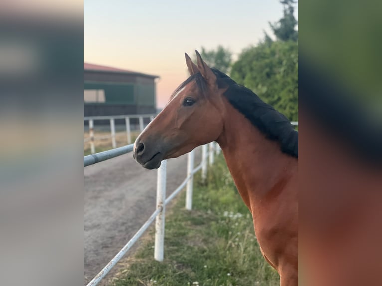 Duitse rijpony Merrie 3 Jaar 144 cm Bruin in Bennewitz