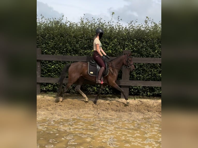 Duitse rijpony Merrie 3 Jaar 144 cm Bruin in Daleiden